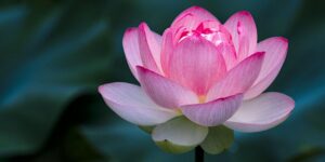 The Jew in the Lotus 30th Anniversary Dialogue